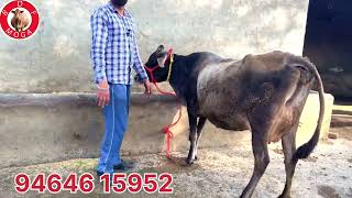 15 ਕਿਲੋ ਦੁੱਧ ਸੂਈ ਗਾ ਵਿਕਾਉ ਸਸਤੇ ਮੁੱਲ ਚ -one cow for sale (3-2-2025)#brardairyfarmmoga