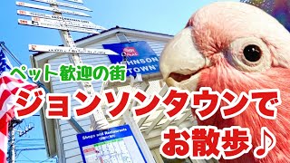 ペット大歓迎の街、ジョンソンタウンへ行って来ました【オウムとお散歩】【おしゃべりインコ】