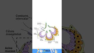 Glandula salival Histologia  #biology #dental # #glandula  #odontolovers