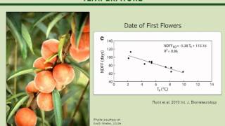 Phenology and Climate Change