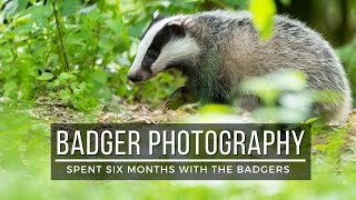 A Badgers story || A wildlife photographers tale