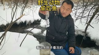 东北林区下大雪凿冰捕鱼，小时候的方法真好，野生动物又偷吃好多【东北林区艾三】