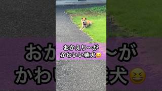 可愛すぎる柴犬のおかえりに癒される😊 #shorts #柴犬 #癒し #かわいい #わんこ ペット #shibainu #dog #cute 可愛い おすすめ しばいぬ 最高 コロ 日常