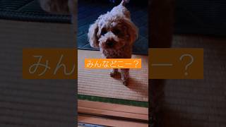 みんなを探しているチョコです！#トイプードル #犬 #犬動画 #shorts #かわいい