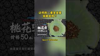 这样的一桌全虫宴 你敢吃吗？Insect Delicacies#food #insects #shorts