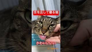 舌を出して寝る猫がかわいい　#shorts #cat