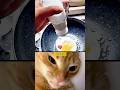 Next @Miauygy  #cat #мем #memes #funny #explore #viral