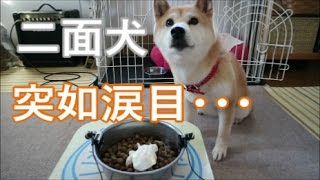 柴犬小春　二面犬！朝食を前に荒ぶりから涙目！でバイノーラルな朝ご飯【ASMR】