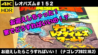 レオパお迎えしたらこうすればいい！（ナゴレプ2022.10.2）【レオパ専用チャンネル！】〜レオパズム  by  SHIGE~＃152