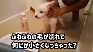 【日本スピッツLaLa】子犬の初めてのお風呂