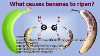 สารควบคุมการเจริญเติบโตของพืช (Ethylene: เอทิลีน)