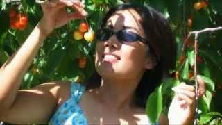 Picking Cherries at Greenbluff Orchard, Colbert WA, USA