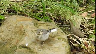 ハクセキレイ　雛　Motacilla alba lugens　DSCN5615