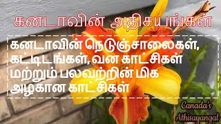 கனடாவின் அழகிய காட்சி | நெடுஞ்சாலைகள் | மலர்கள் | கனடா 🍁 | கனடாவின் அதிசயங்கள்