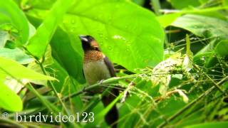 White-rumped Munia (Time Lapse) (in Hong Kong)