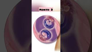 Twins In The Womb Month by Month Fetal Development  During Pregnancy👶🏻😍#shorts #trending #youtube