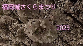 【桜祭り】ヘリオストリオで花見へ！！満開の桜と心霊現象も…