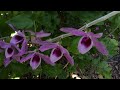 dendrobium anosmum regular variety