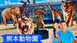 japan zoo  (熊本市動物園)giraffes 熊本市動植物園 夜間開園 2023