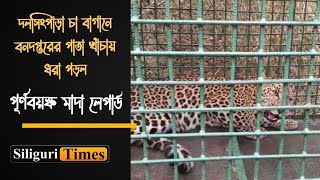 Adult leopard caged in Dalsingpara under Kalchini block (Bangla)