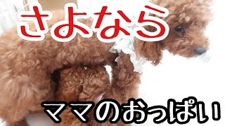 【トイプードル子犬】もうすぐお別れ！最初の試練！ママの最後のおっぱい!!（犬の赤ちゃん 授乳）