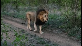 Ndhzenga Male Lions on Patrol | Sabi Sands | 25 November 2024