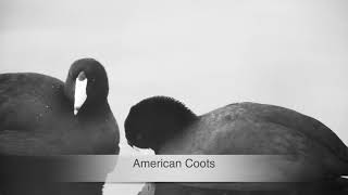 AMERICAN COOTS \