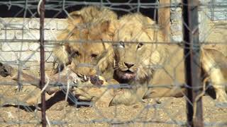 Nourrir Des lions Affamés