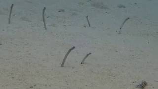 20171230 花園鰻 Garden eel