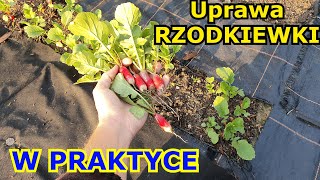 Uprawa Rzodkiewki w Praktyce - KOMPLETNY FILMIK