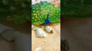 peacock mating