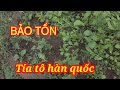 Cách trồng tía tô Hàn Quốc đơn giản nhất