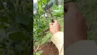 Pruning pertama jeruk lemon california