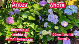 Increible el cambio de las  Hortensias mira que fácil es hacerlas florecer