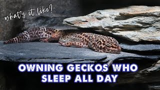 What It's Like Owning Geckos Who Sleep ALL DAY 😴