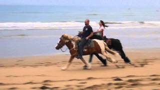 Race between Terra (Fell Pony) and Aladdin (haflinger/gypsy)