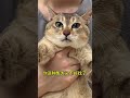 8月8日国际猫咪日呼吁关爱流浪猫！愿世界上的流浪猫都能找到爱他的主人吃上鸡胸肉！