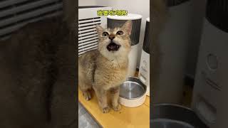 8月8日国际猫咪日呼吁关爱流浪猫！愿世界上的流浪猫都能找到爱他的主人吃上鸡胸肉！