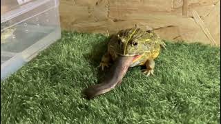 非洲牛蛙吃活泥鳅 African bullfrog eats live loach \\ bullforg feeding