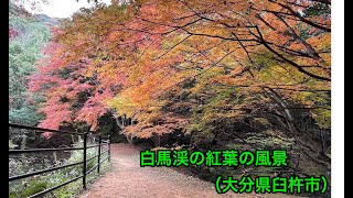 【４K　紅葉　大分県　絶景】 大分県臼杵市白馬渓の紅葉の風景