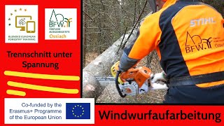 Windwurfaufarbeitung I Trennschnitt unter Spannung I angelehnter Baum I FAST Ossiach