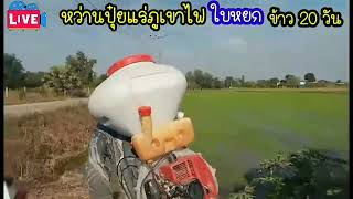 หว่านปุ๋ยแร่ธาตุภูเขาไฟ​ #0956675355​ตั้ม​    ใบหยก