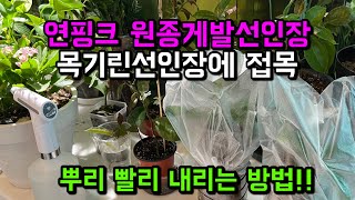 연핑크 원종게발선인장 | 목기린선인장에 쉽게 접목하기 | 뿌리 빠르게 내리는 방법 | 게발선인장 | 봄게발선인장 | 리치쏘일 | 목기린선인장 | [엄마와 딸 다육TV]