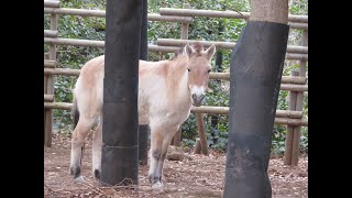 Przewalski's horse @ Yokohama ZOORASIA