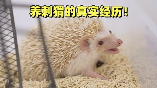 Real experience of raising Hedgehog