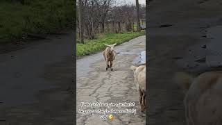 Bulharsko farma | Kozy nechtějí na pastvu 🐐 🇧🇬