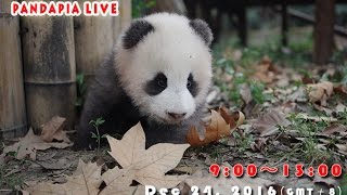 Pandapia Saturday Live 20161224