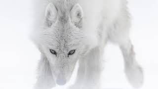 Arctique by Vincent Munier | Rescore by Rick McGuire