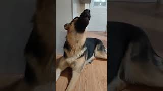 howling German shepherd puppy