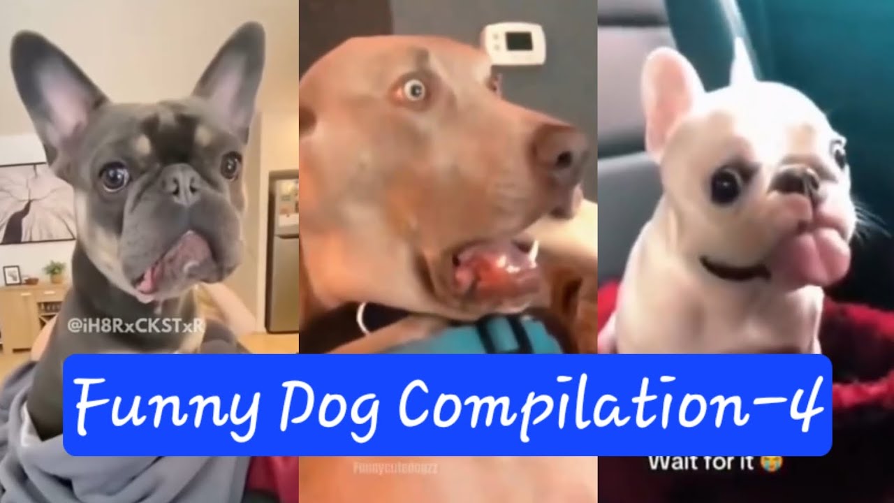 Funny Dog Compilation Part 4 Youtube